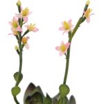 EUROPALMS Steinrose (EVA), Kunstpflanze, pink, 32cm (82530572)