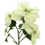 EUROPALMS Weihnachtsstern-Busch, cremefarben, 60cm (83500433)