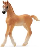 schleich HORSE CLUB Araber Fohlen. Empfohlenes Alter in Jahren (mind.): 5 Jahr(e), Produktfarbe: Braun (13984)