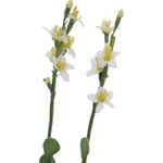 EUROPALMS Steinrose (EVA), Kunstpflanze, gelb, 32cm (82530573)