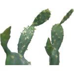 EUROPALMS Blätterkaktus, Kunstpflanze, 76cm (82600064)