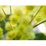 EUROPALMS Pompongras, künstlich, 122cm (82500136)