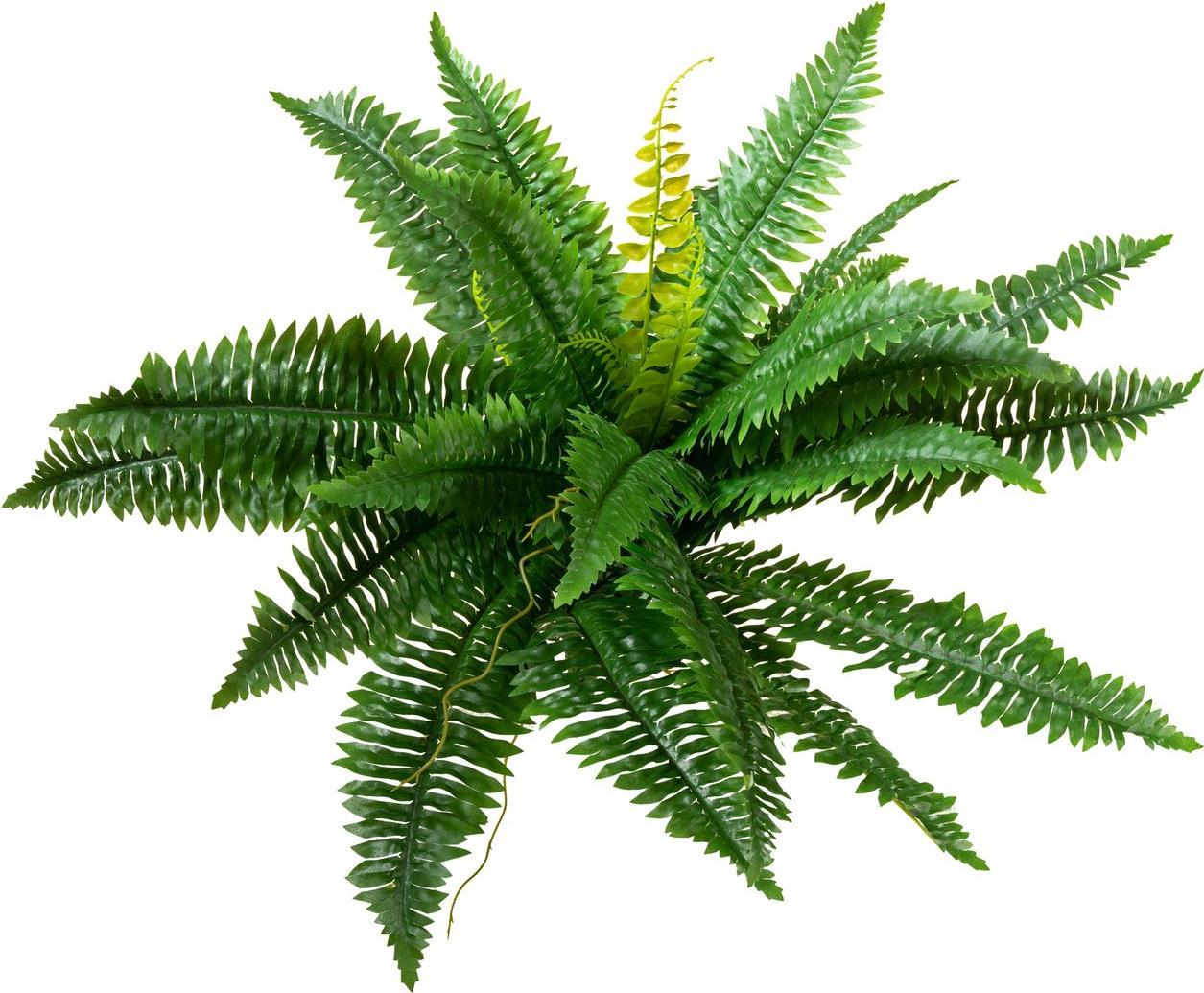 EUROPALMS Boston Farn, Kunstpflanze, 53cm (82519934)