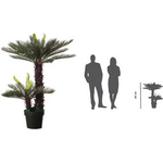 Kunstpflanze Zycas (PACYC80)