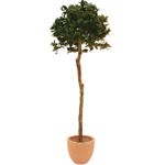 EUROPALMS Lorbeerkugelbaum, Kunstpflanze, 180cm (82506946)