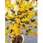 EUROPALMS Forsythienbaum mit 3 Stämmen, Kunstpflanze, gelb, 150cm (82507102)