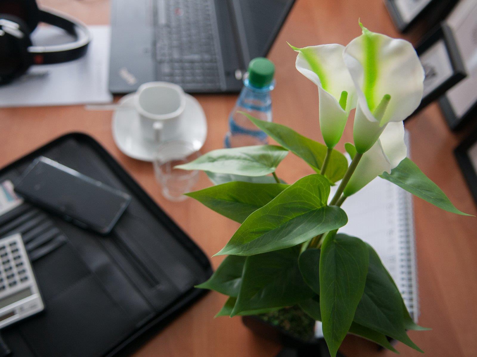 EUROPALMS Calla mini, Kunstpflanze, weiß, 43cm (82540347)