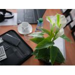 EUROPALMS Calla mini, Kunstpflanze, weiß, 43cm (82540347)
