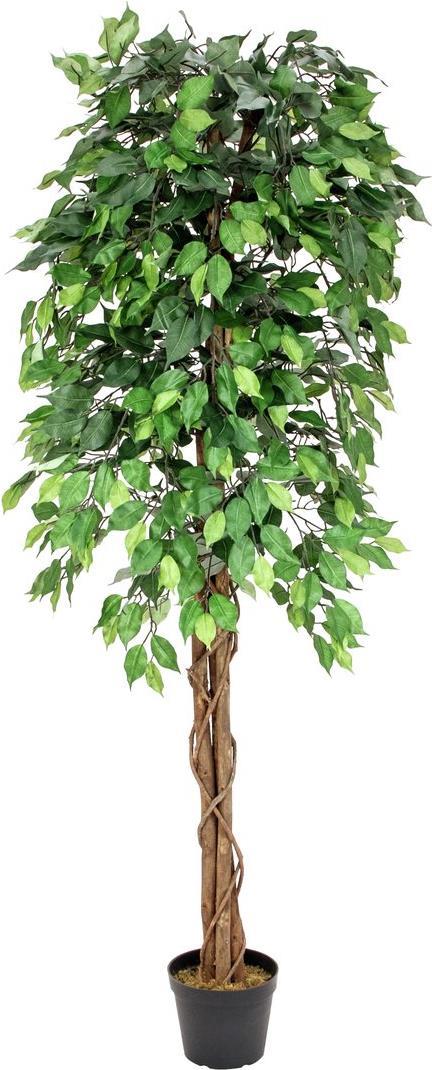 EUROPALMS Ficus-Benjamini Multi-Stamm, Kunstpflanze, 180cm (82506126)