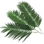 EUROPALMS Kokos-Palmwedel, künstlich, 80cm 12x (82509895)