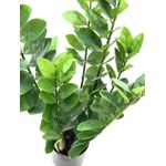 EUROPALMS Zamifolia, Kunstpflanze, 70cm (82600153)