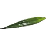 EUROPALMS Aloeblatt (EVA), künstlich, grün, 60cm (82530581)