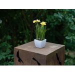 EUROPALMS Narzisse, Kunstpflanze, 23cm (82530542)