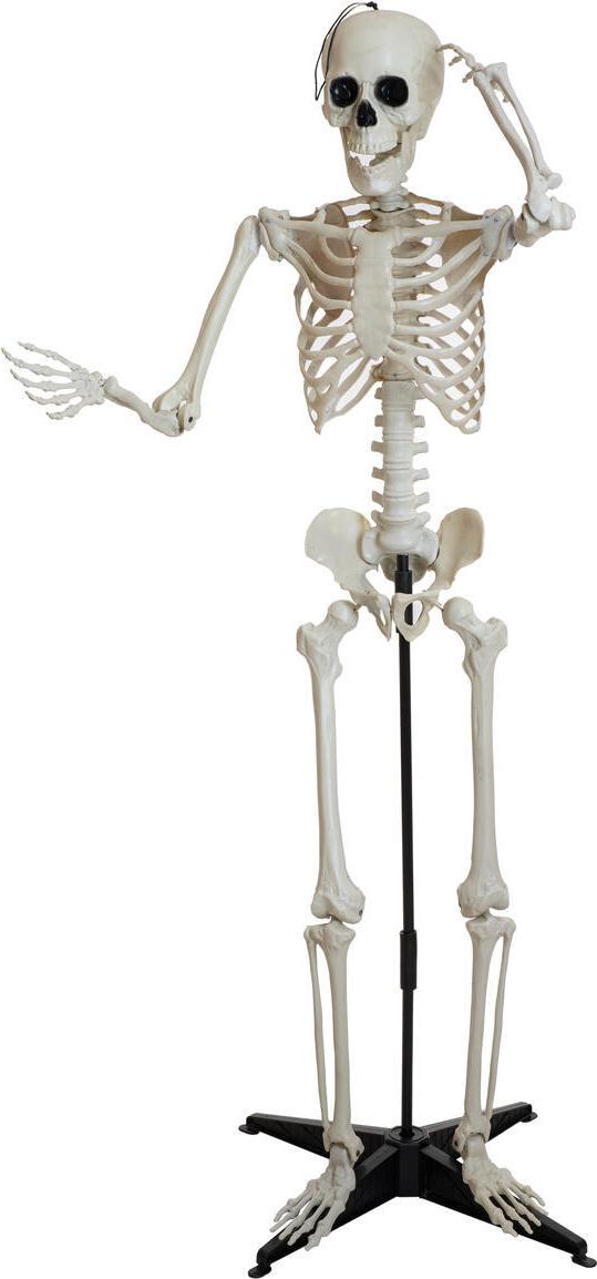 EUROPALMS Halloween Skelett, stehend, 150 cm (83316179)