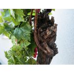 EUROPALMS Rebstock 150cm (83313004)