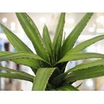 EUROPALMS Aloe (EVA), künstlich, grün, 50cm (82530570)