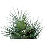 EUROPALMS Fächerpalme, Kunstpflanze, 55cm (82509401)