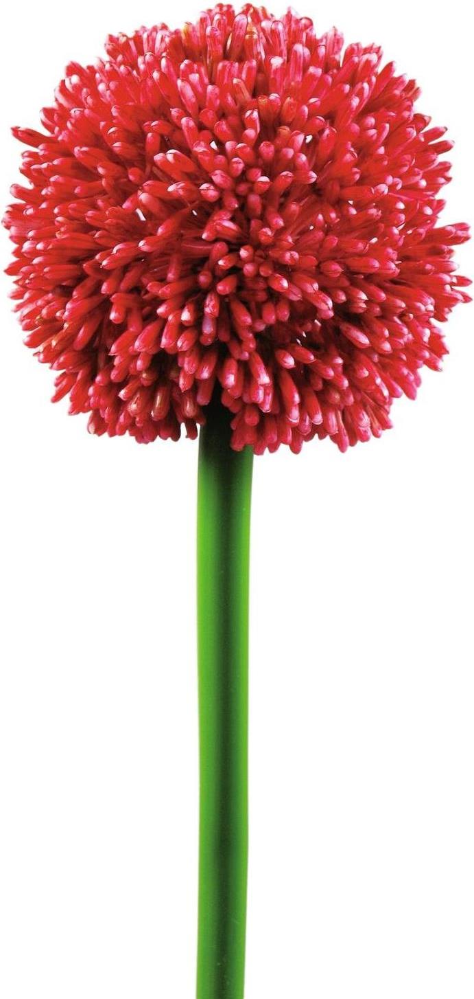 EUROPALMS Alliumzweig, künstlich, rot, 55cm (82530568)