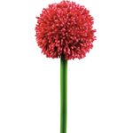 EUROPALMS Alliumzweig, künstlich, rot, 55cm (82530568)