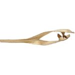 EUROPALMS Palmblattkopf, getrocknet, gold (83502362)