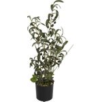 EUROPALMS Olivenbäumchen, Kunstpflanze, 68 cm (82506421)