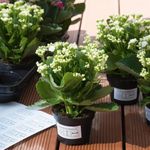 HERMA Special Outdoor self-adhesive removable matte film labels (4573)