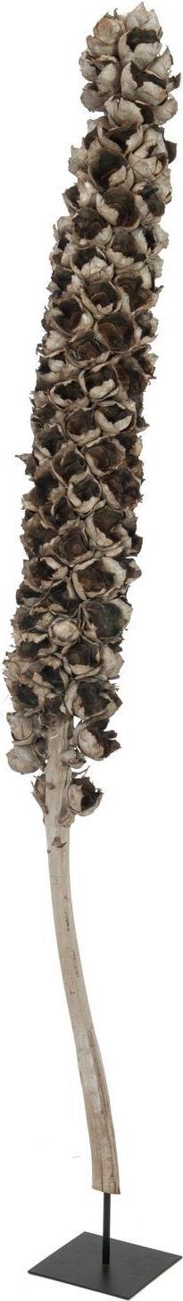 EUROPALMS Cacho Coco ca. 120-190cm (83502349)