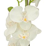 EUROPALMS Orchidee, Kunstpflanze, cremefarben, 80cm (82530361)