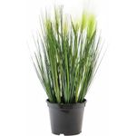 EUROPALMS Federgras, künstlich, weiß, 60cm (82505864)