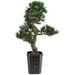 EUROPALMS Bonsai Podocarpus, Kunstpflanze, 80cm (82600116)