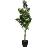 EUROPALMS Steineibe, Kunstpflanze, 90cm (82511520)