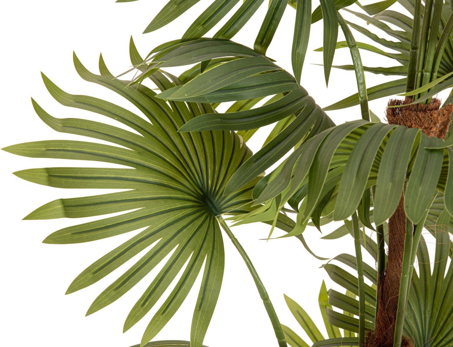 EUROPALMS Fächerpalme, Kunstpflanze, 165cm (82509305)