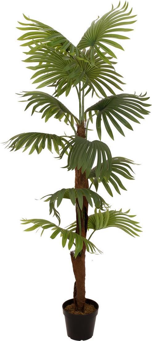 EUROPALMS Fächerpalme, Kunstpflanze, 155cm (82509303)